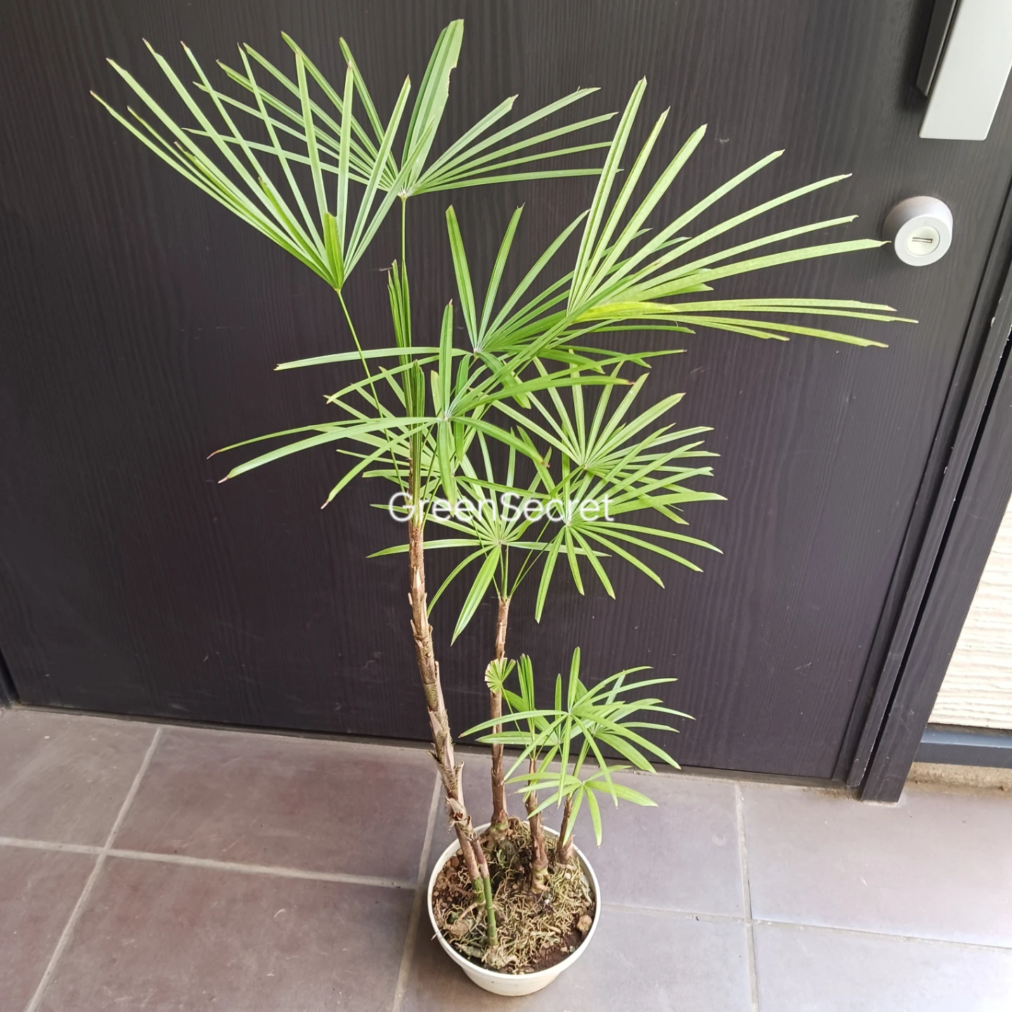 4 ウンナンシュロチク　5号　観葉植物の写真3枚目