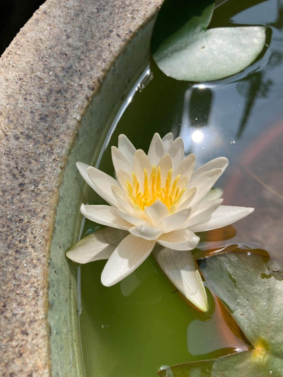 睡蓮 鉢植えセットの写真3枚目