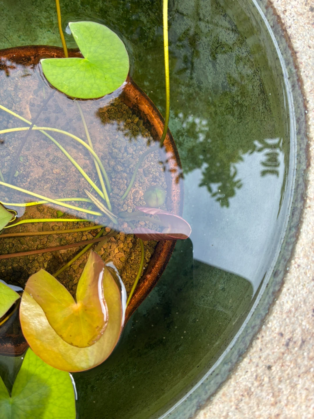 睡蓮 鉢植えセットの写真2枚目