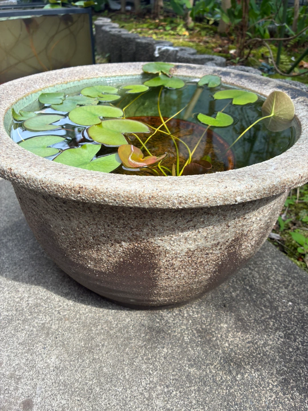 睡蓮 鉢植えセット