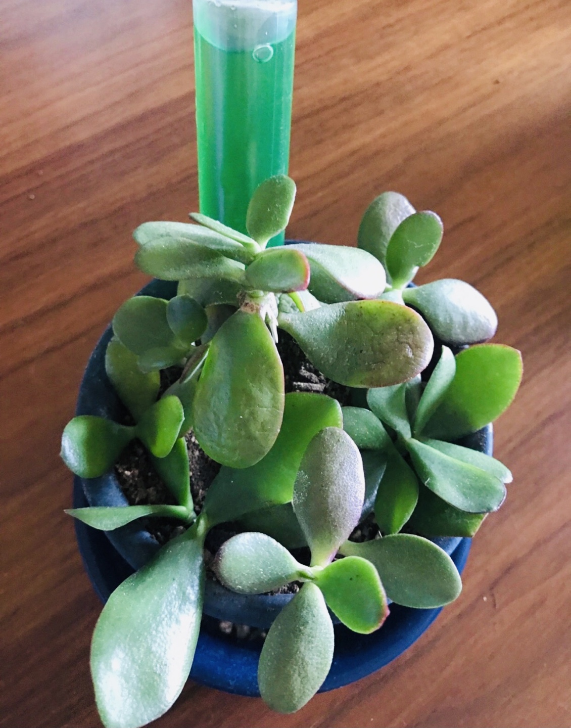 ■金のなる木■ミニ鉢植え
