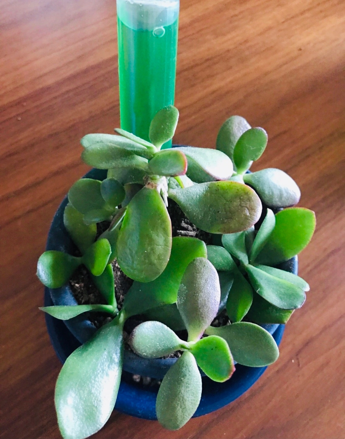 ■金のなる木■ミニ鉢植え