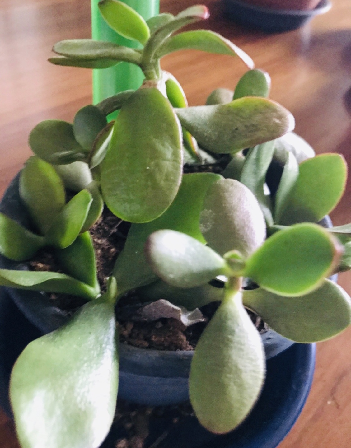 ■金のなる木■ミニ鉢植えの写真2枚目