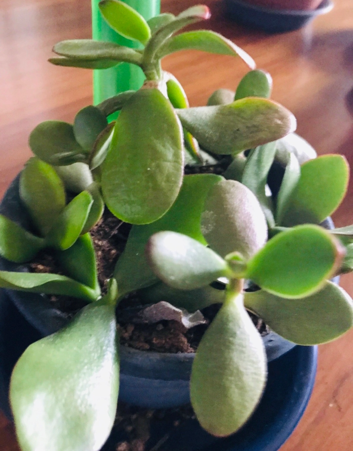 ■金のなる木■ミニ鉢植えの写真2枚目