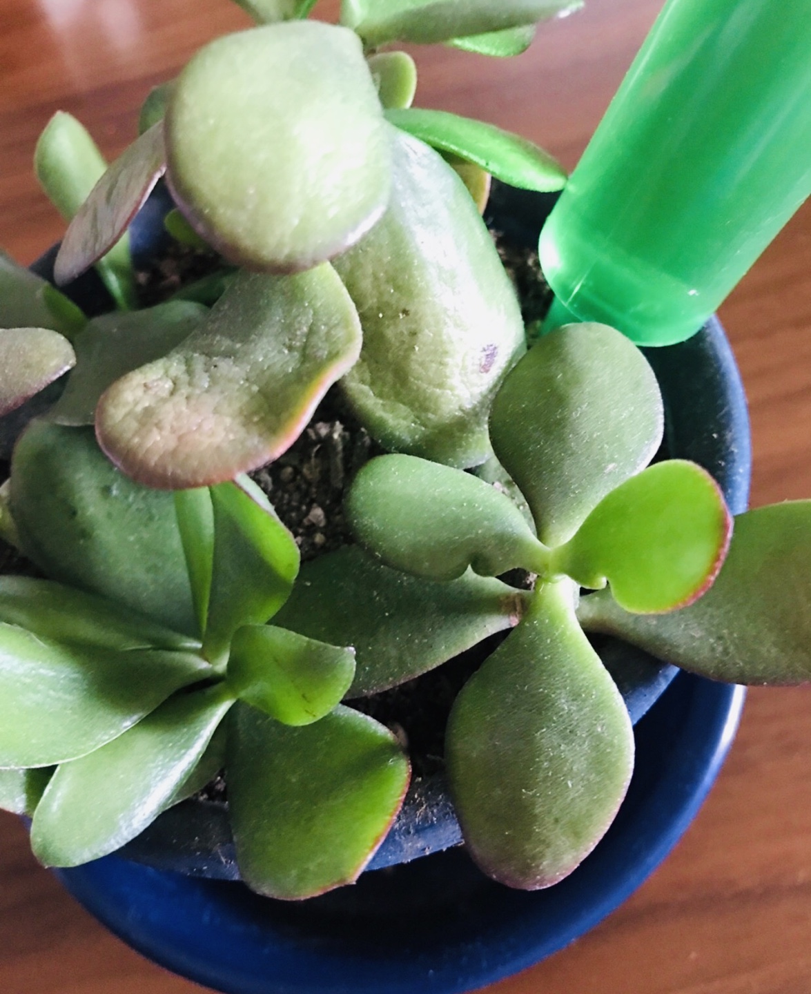 ■金のなる木■ミニ鉢植えの写真3枚目
