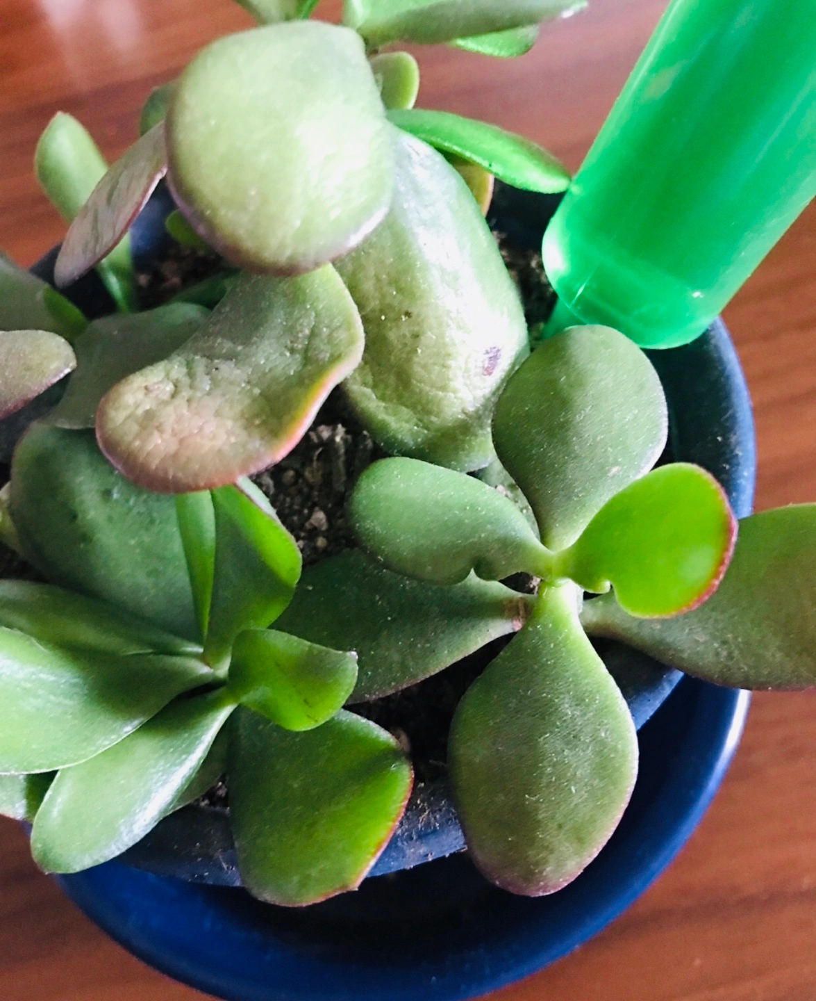 ■金のなる木■ミニ鉢植えの写真3枚目