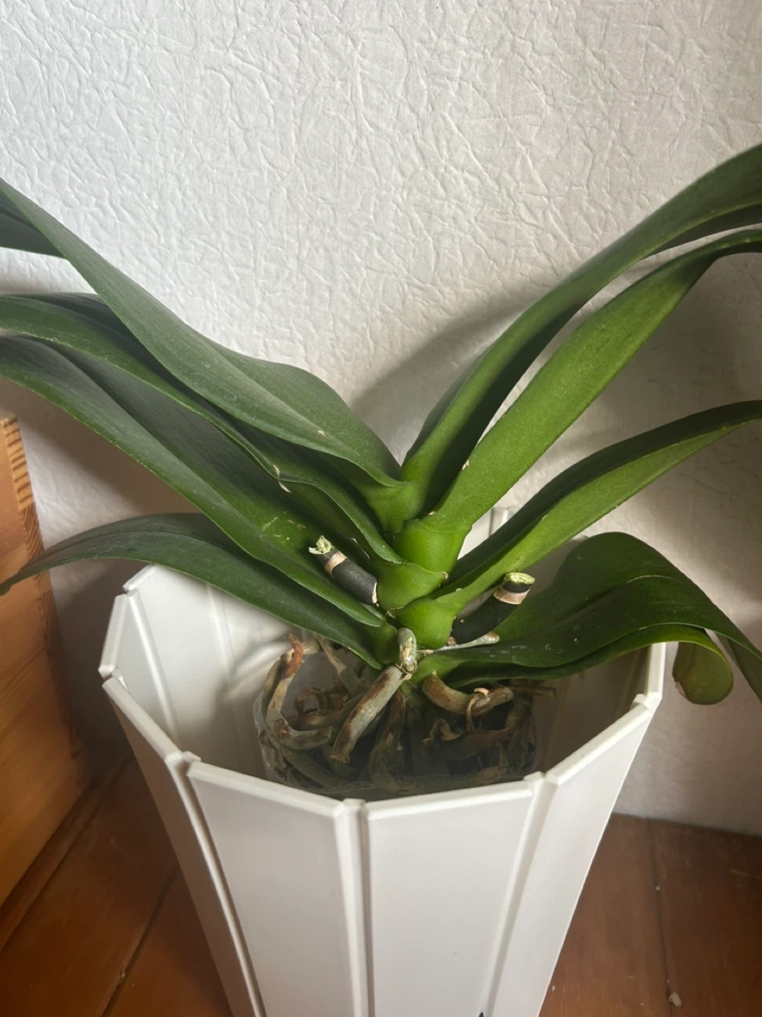 大輪*胡蝶蘭*観葉植物の写真3枚目