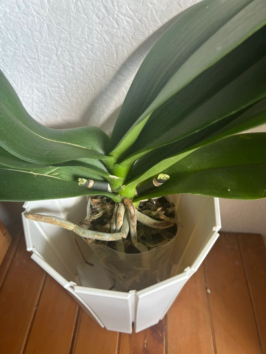 大輪＊胡蝶蘭＊観葉植物の写真4枚目