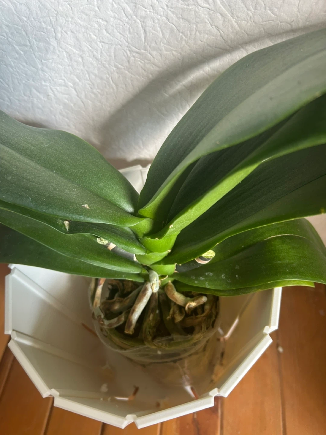 大輪＊胡蝶蘭＊観葉植物の写真2枚目