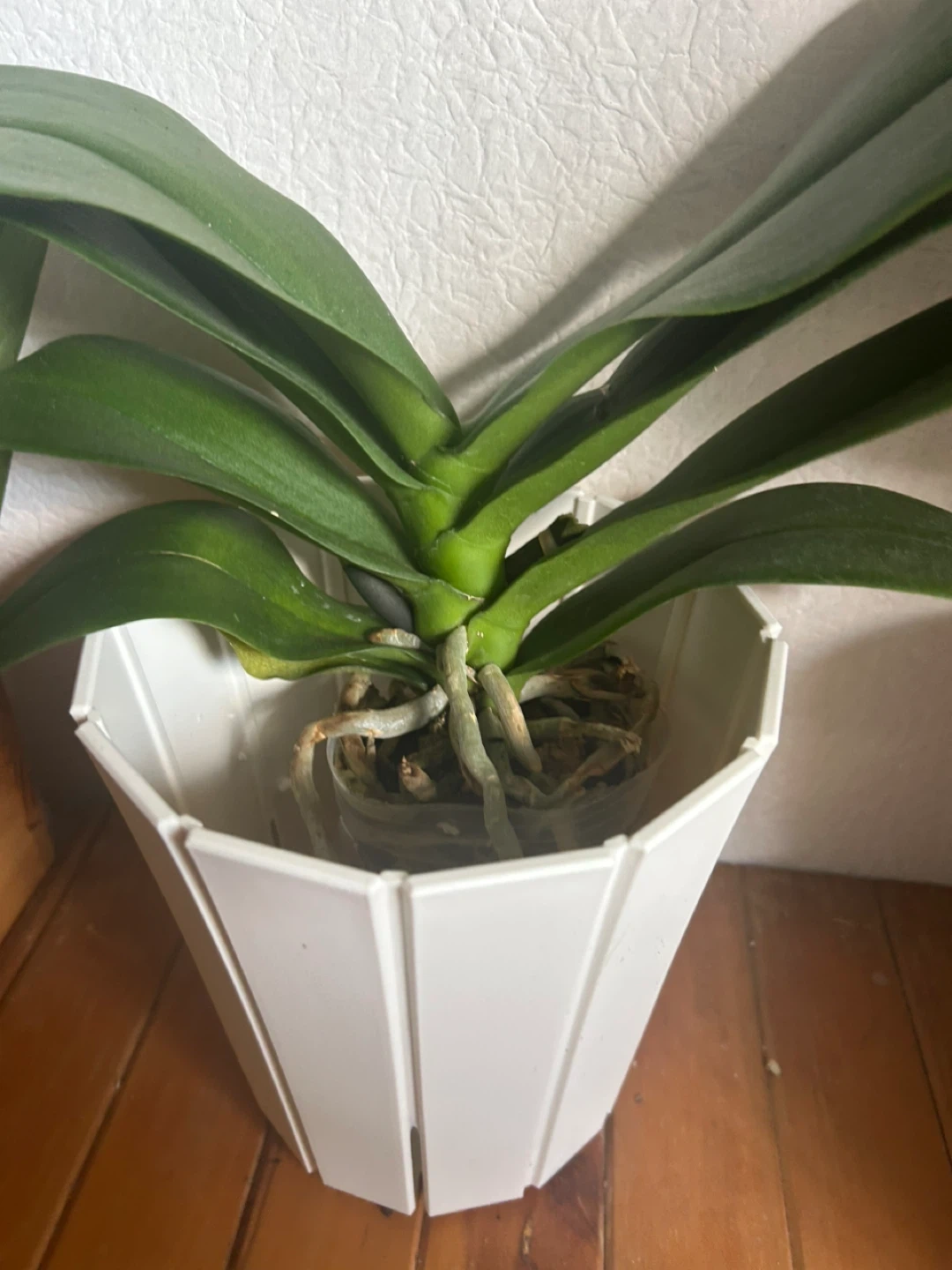 大輪*胡蝶蘭*観葉植物