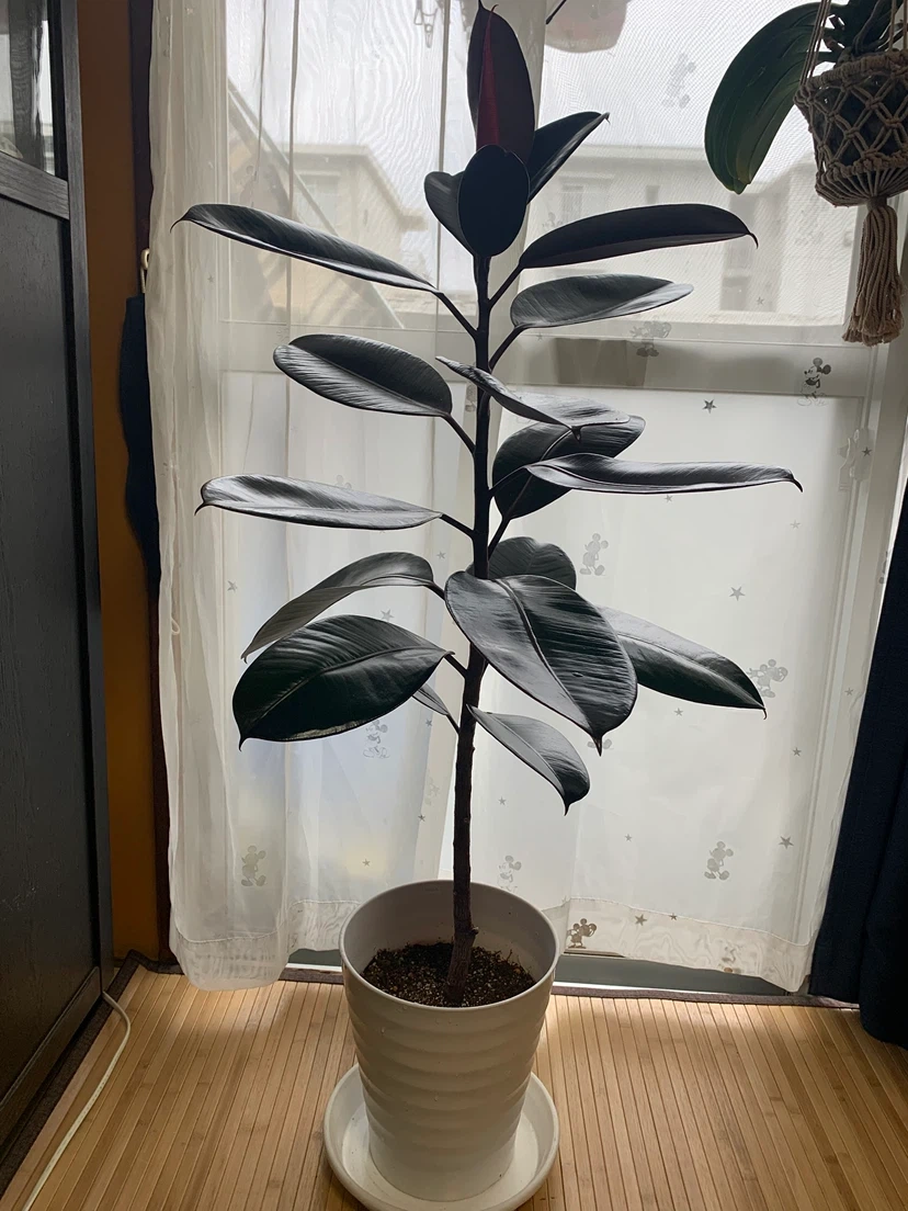 フィカス・バーガンディ 観葉植物