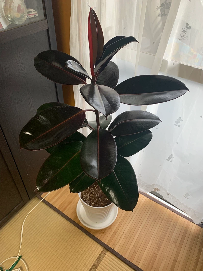 フィカス・バーガンディ 観葉植物の写真3枚目