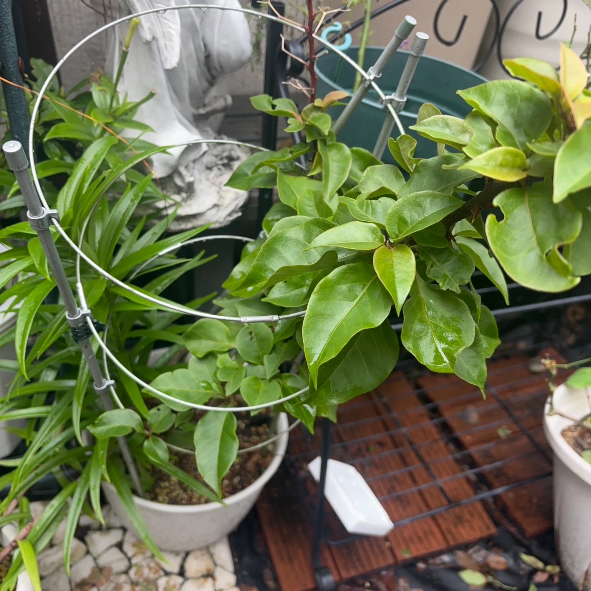 ブーゲンビリア 濃いピンク 鉢植え 支柱付き