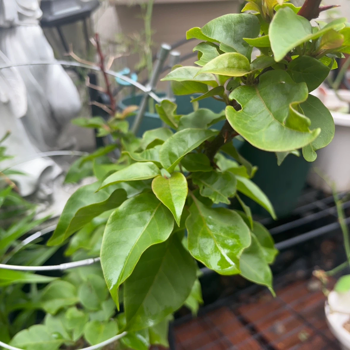 ブーゲンビリア 濃いピンク 鉢植え 支柱付きの写真2枚目