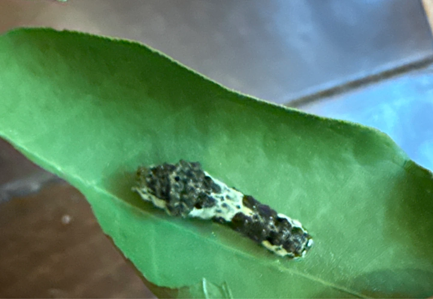ナミアゲハ 蝶々 幼虫 🌿🍋🐛