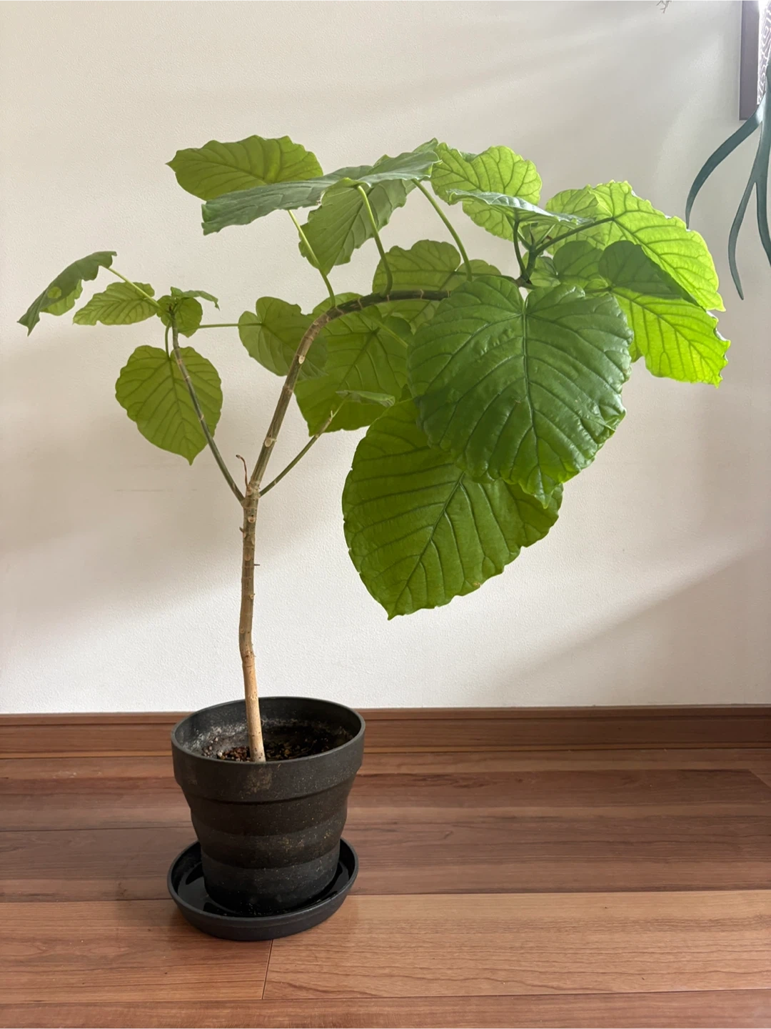 ウンベラータ　観葉植物