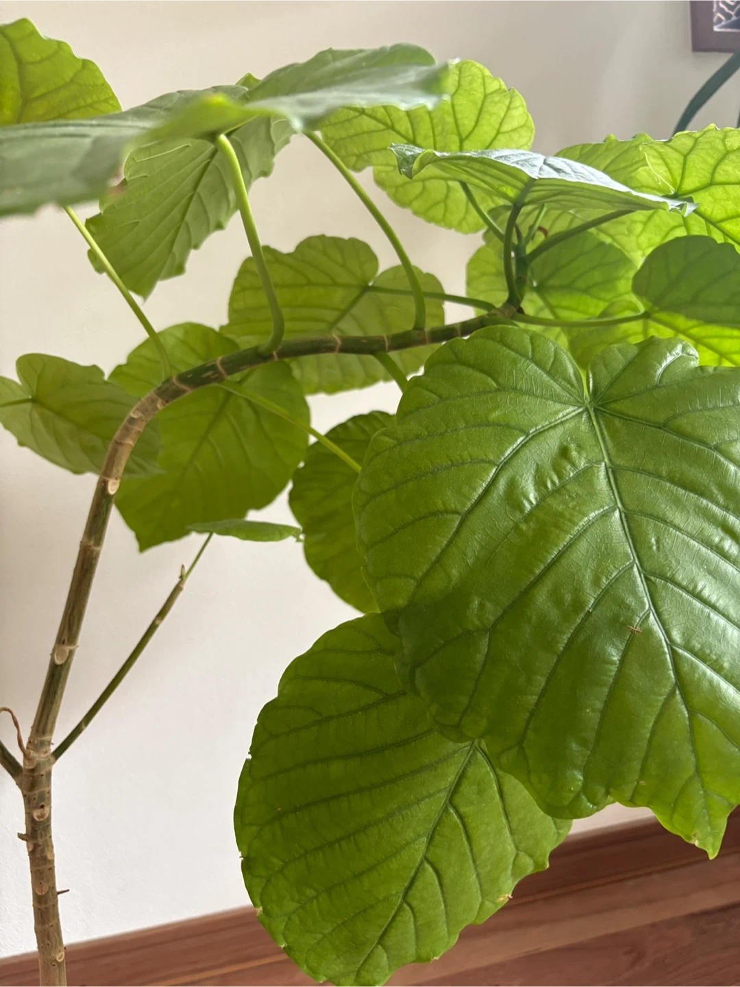 ウンベラータ　観葉植物の写真2枚目