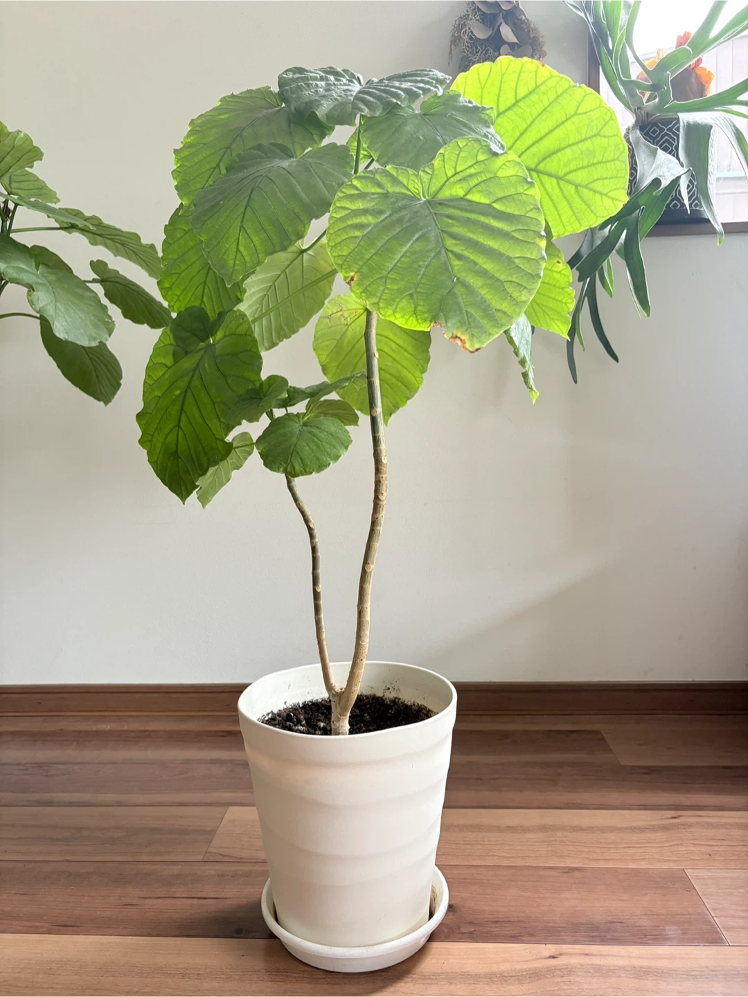 ウンベラータ 観葉植物