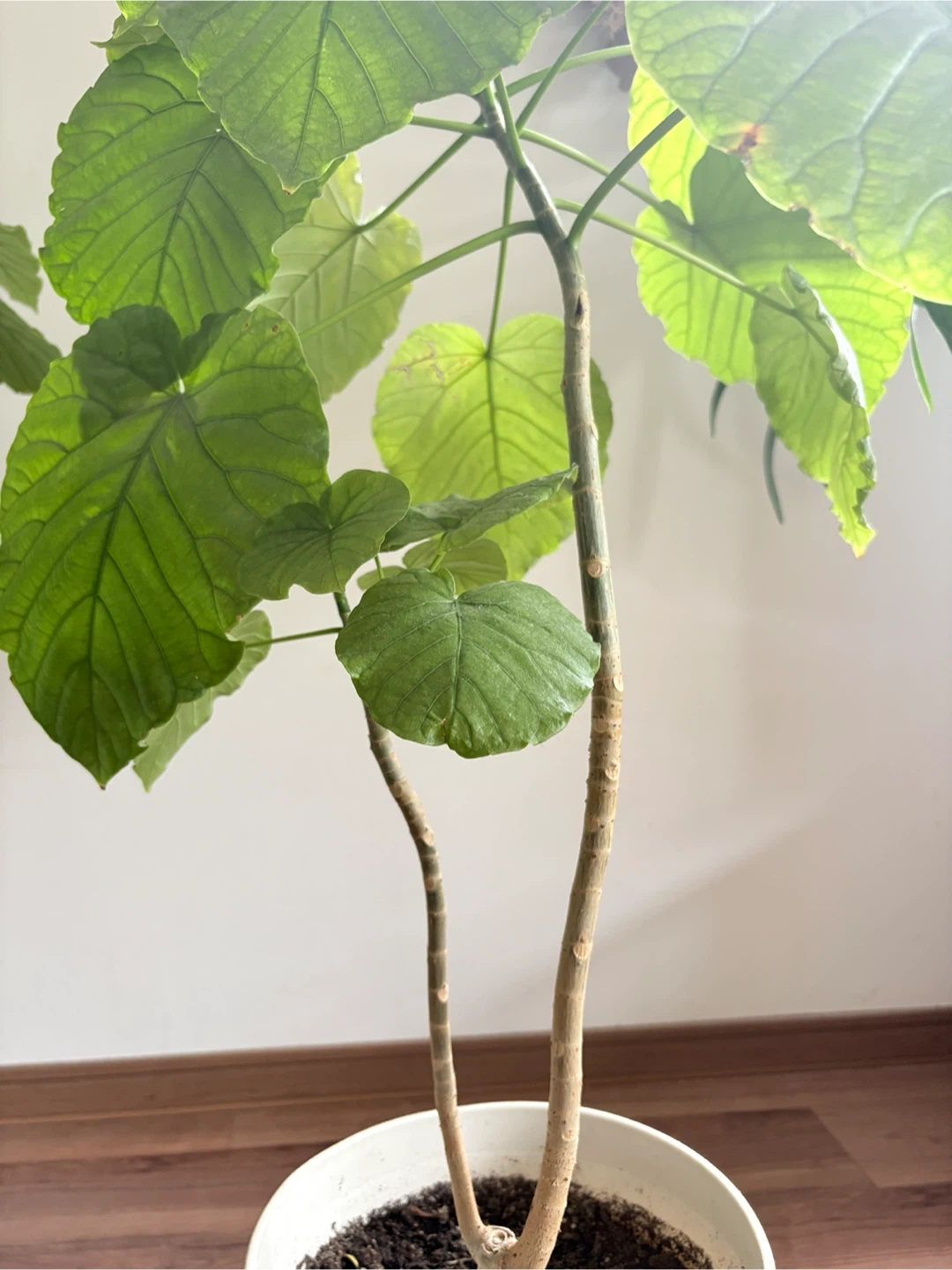 ウンベラータ 観葉植物の写真2枚目