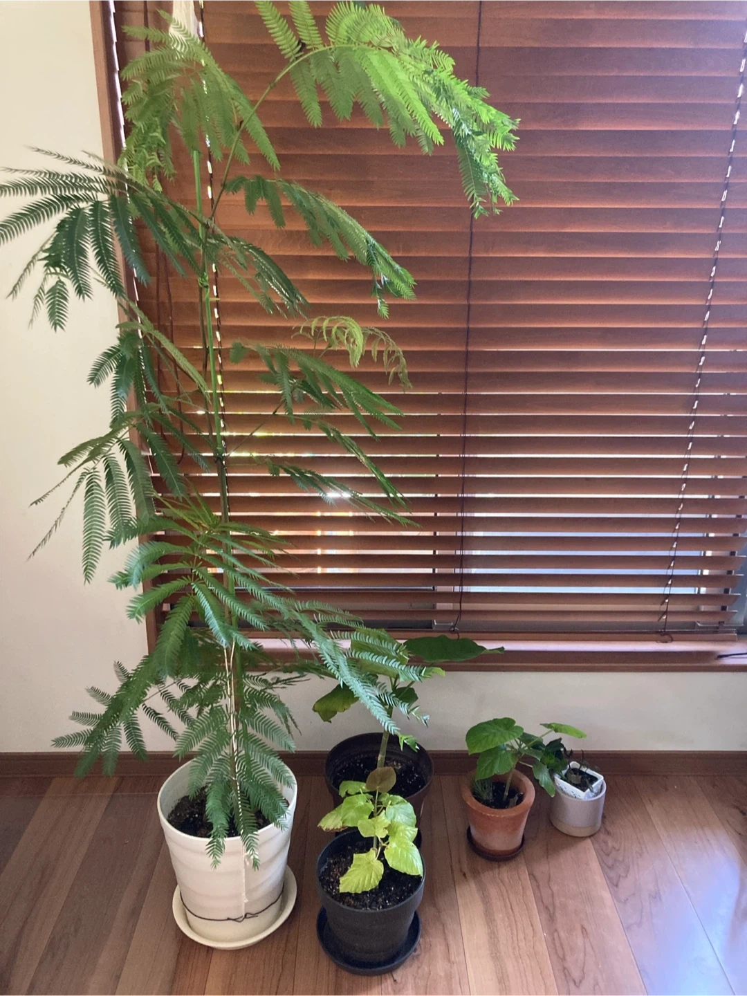 ウンベラータ 観葉植物の写真3枚目