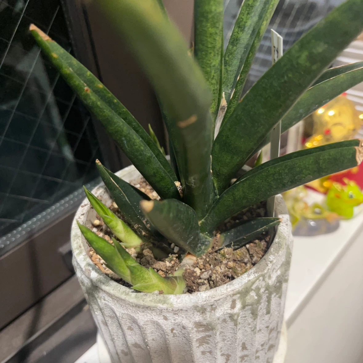 サンセベリア 観葉植物 鉢植えの写真2枚目