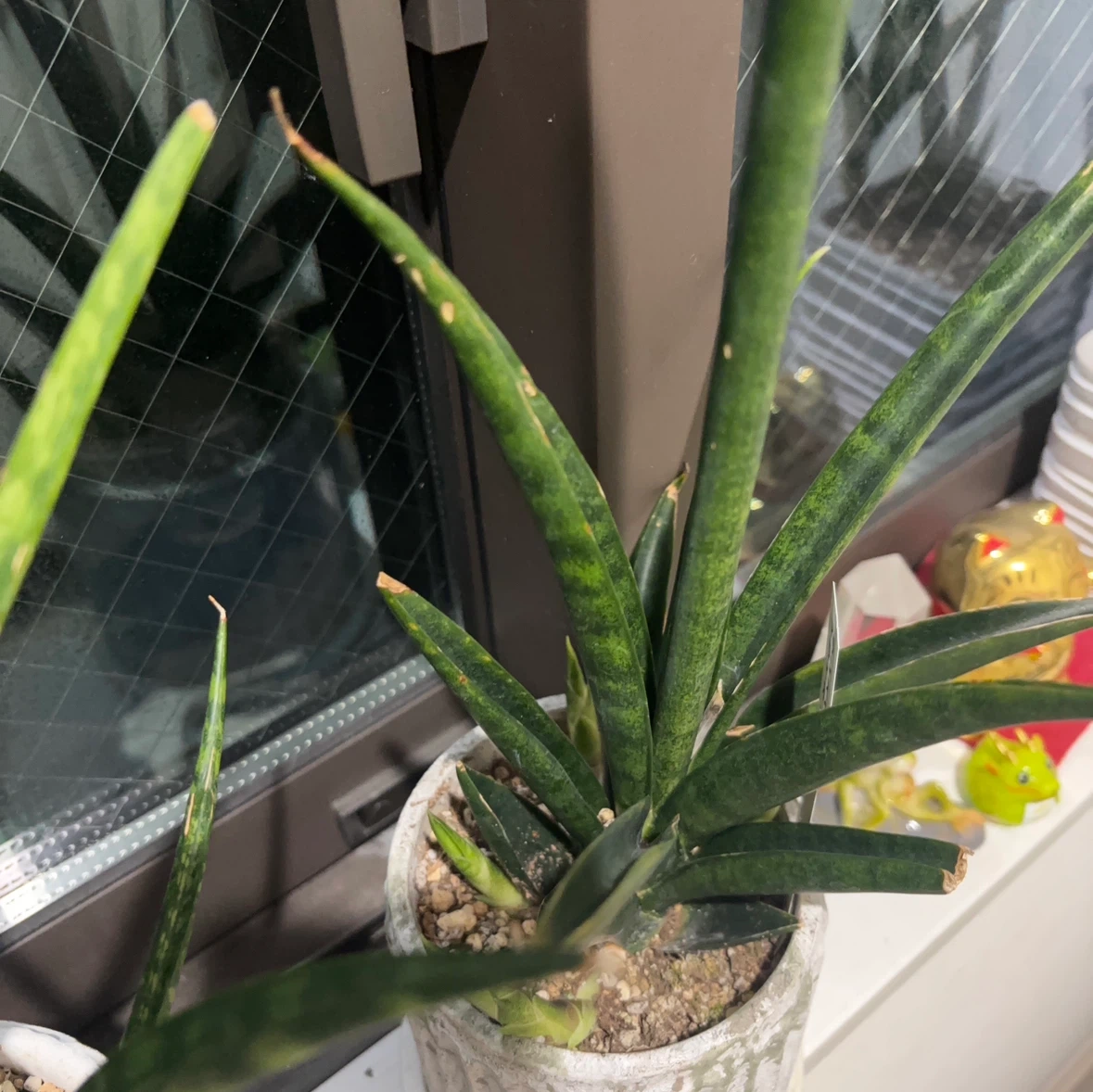 サンセベリア 観葉植物 鉢植えの写真3枚目