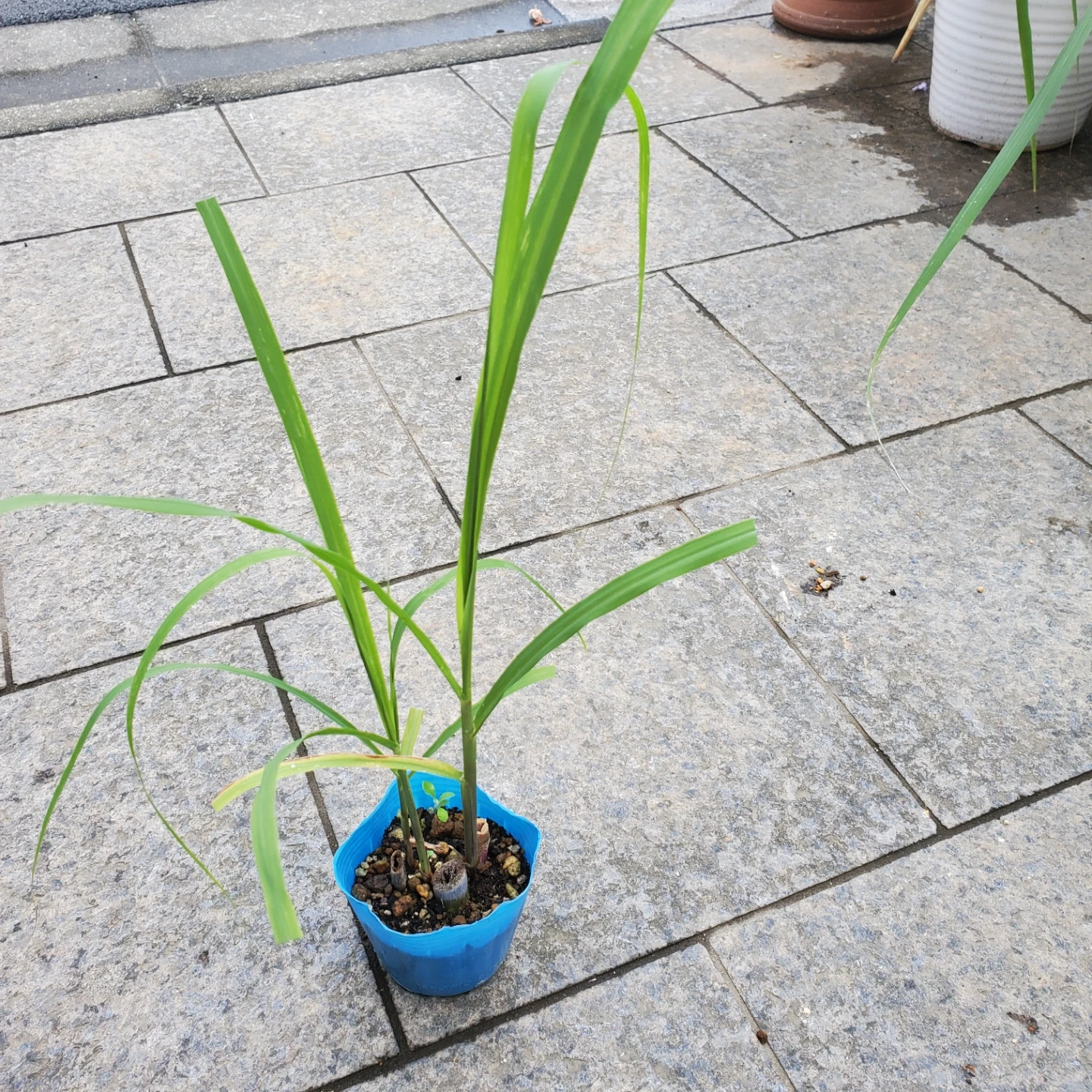 観葉植物 サトウキビ 苗