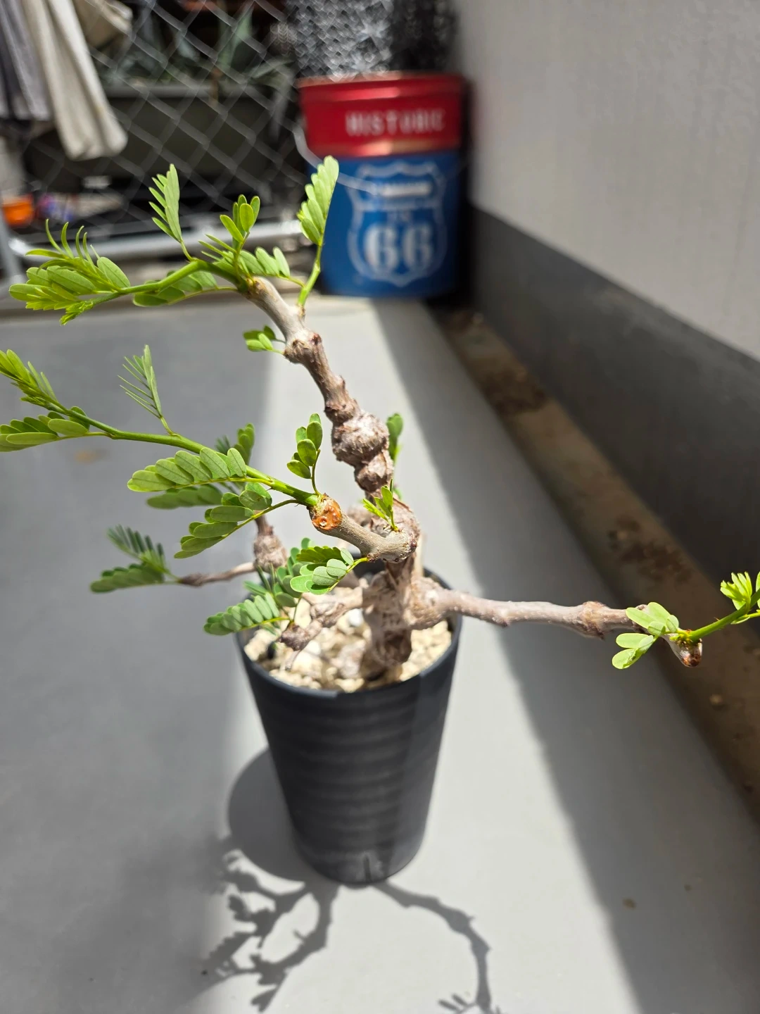 観葉植物 センナ・メリディオナリス 鉢植えの写真3枚目