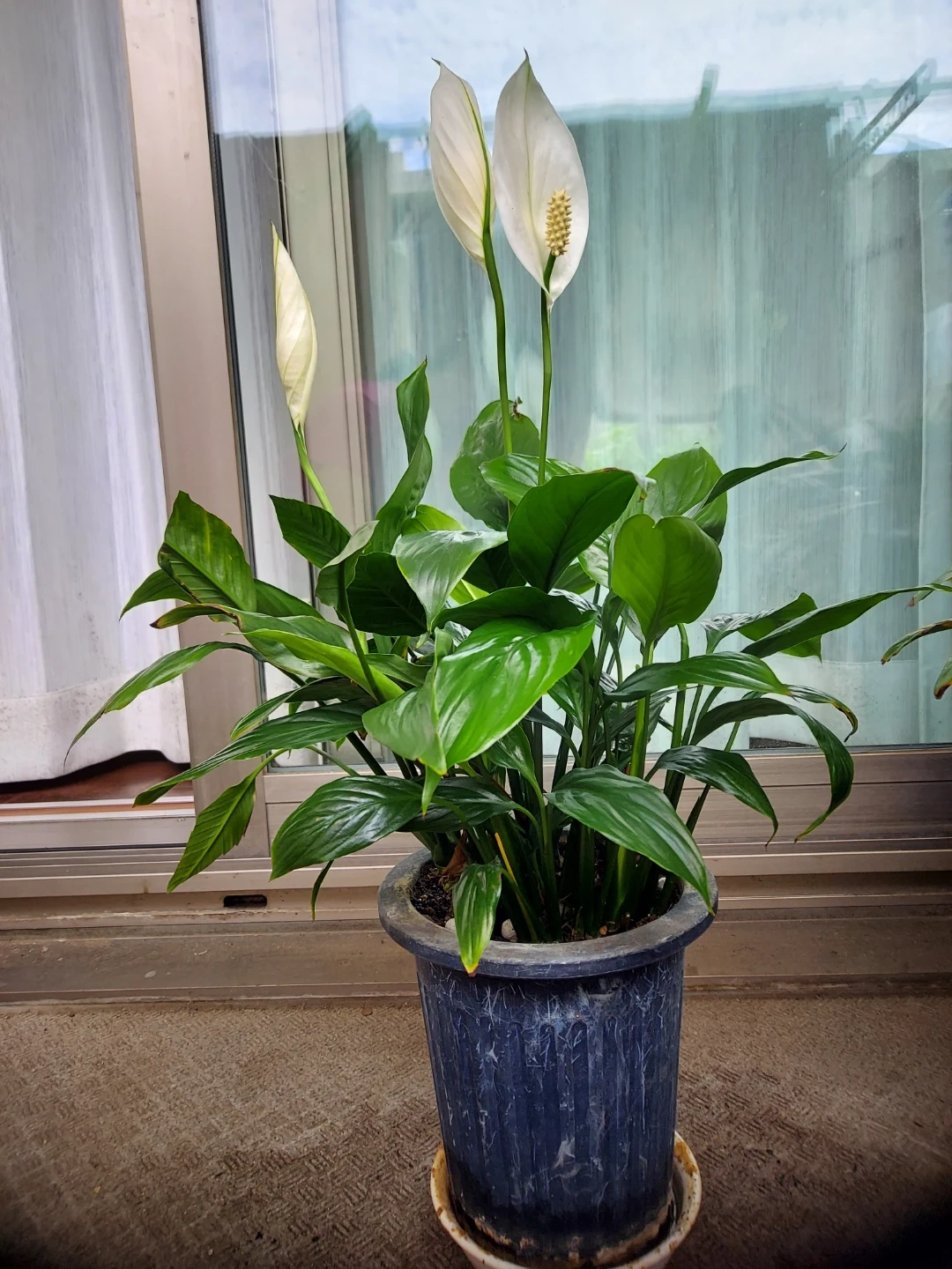スパティフィラム 観葉植物 鉢植え