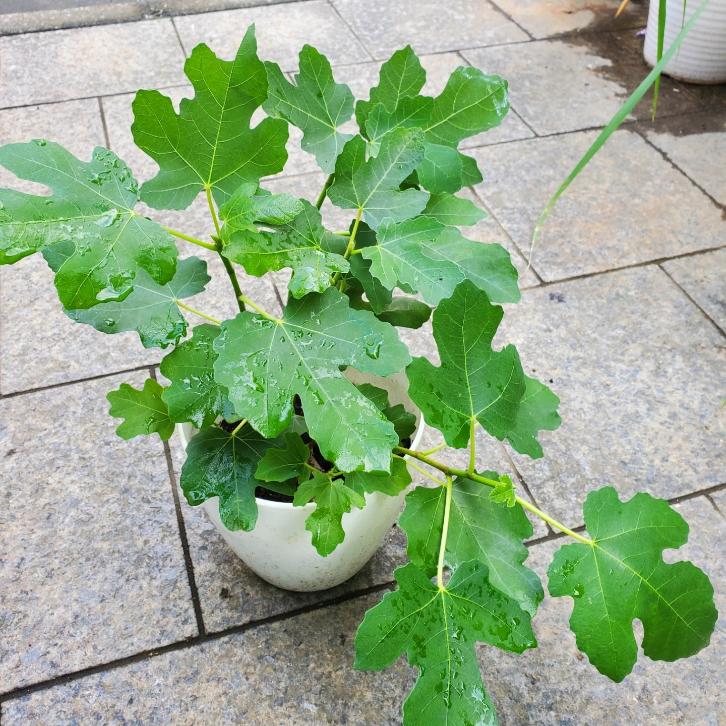 観葉植物 イチジクの鉢植え