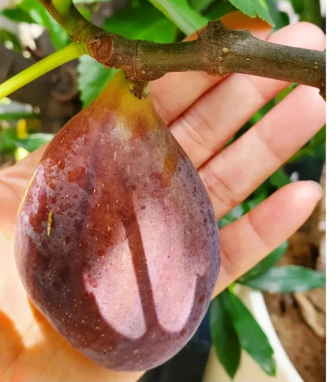 観葉植物 イチジクの鉢植えの写真2枚目