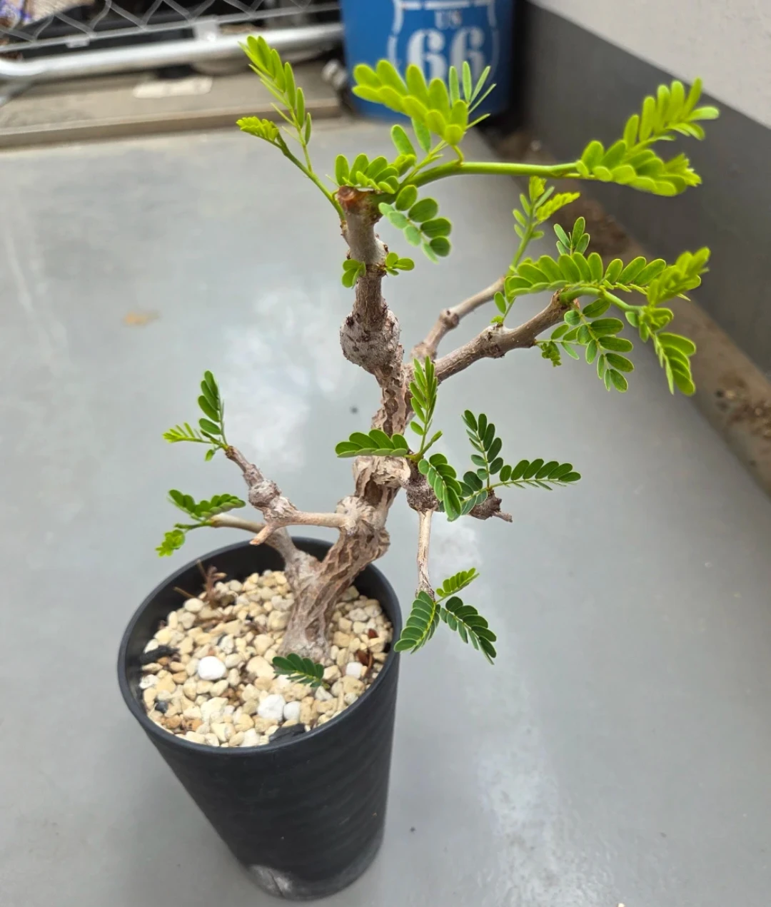 観葉植物　センナ・メリディオナリス　鉢植え