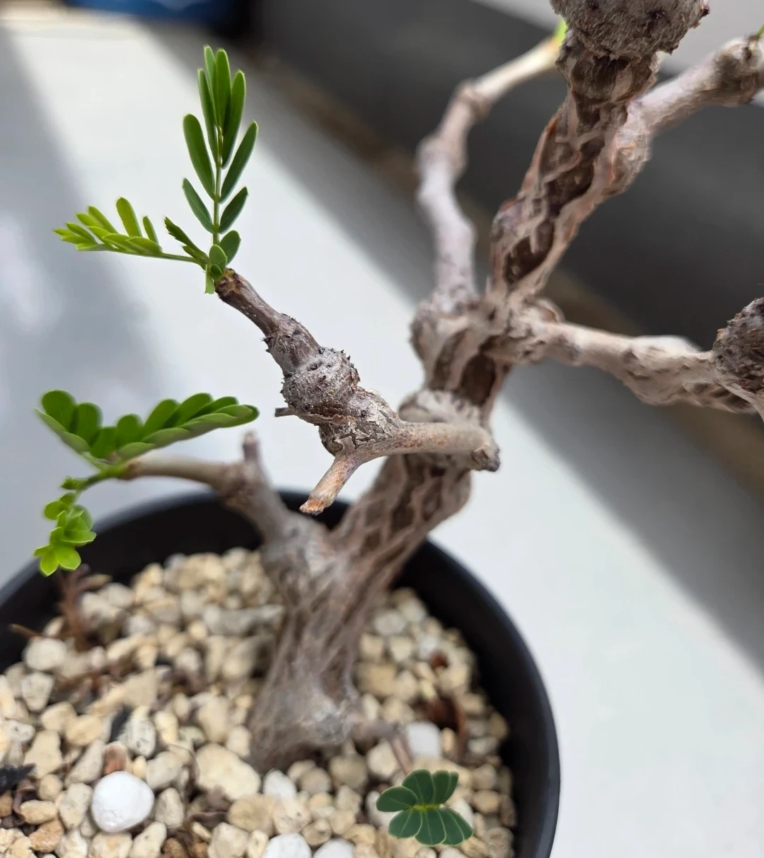 観葉植物 センナ・メリディオナリス 鉢植えの写真2枚目