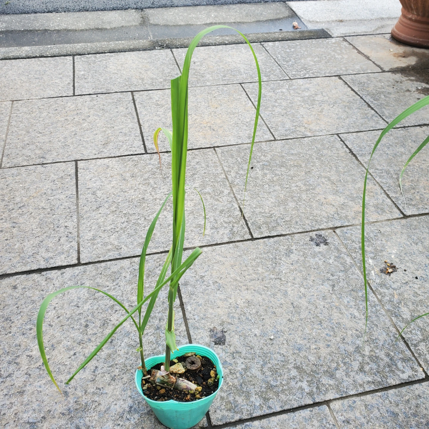 サトウキビ 苗 鉢植え