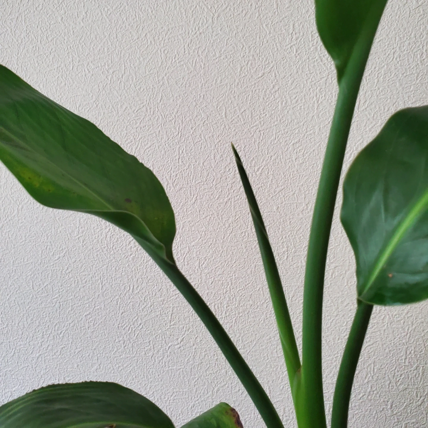 観葉植物 ストレリチア レギネの写真3枚目
