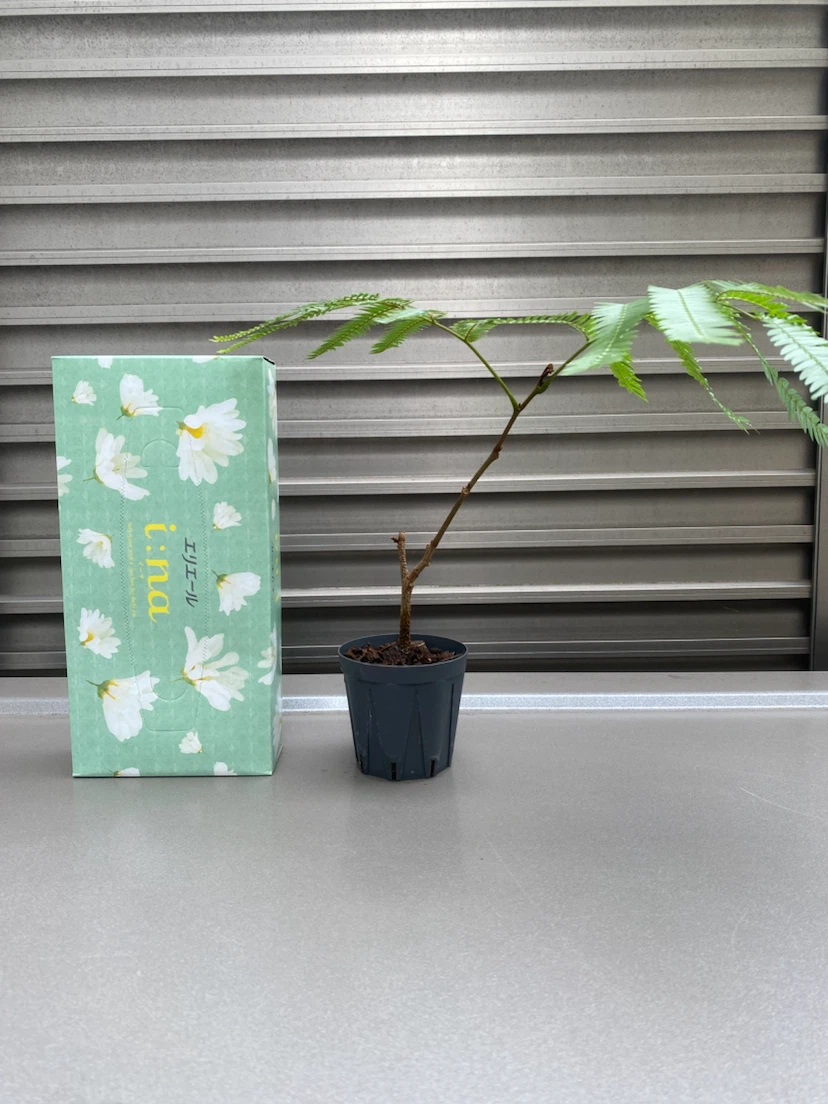 観葉植物 エバーフレッシュ 取り木