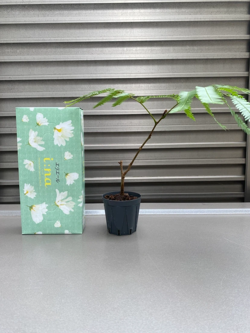 観葉植物 エバーフレッシュ 取り木