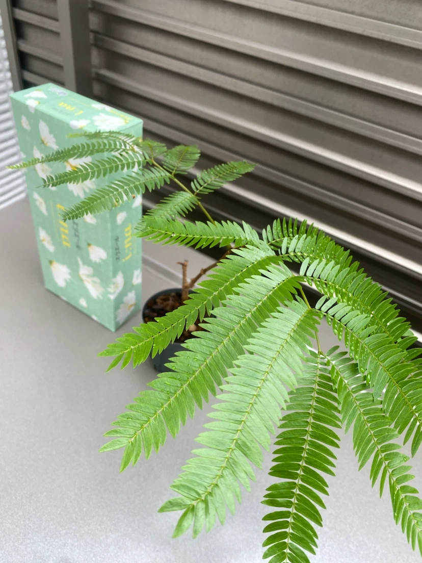 観葉植物 エバーフレッシュ 取り木の写真2枚目