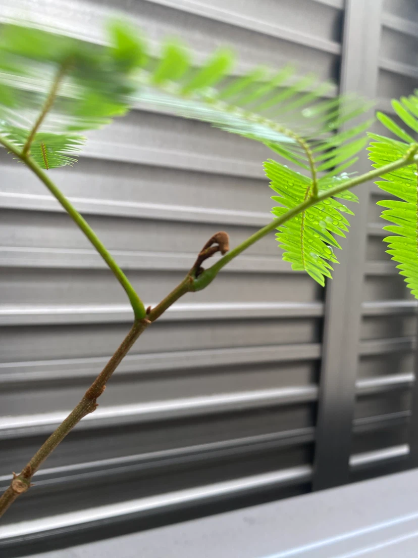 観葉植物 エバーフレッシュ 取り木の写真3枚目