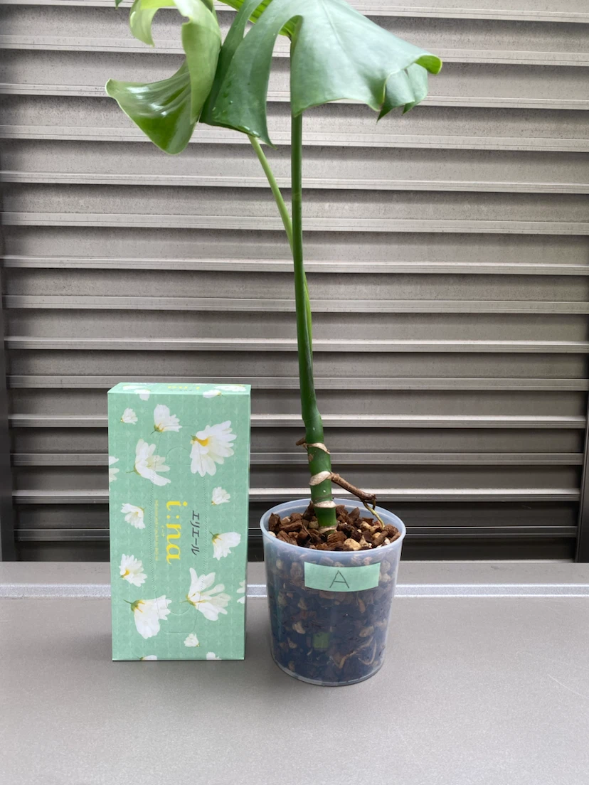 観葉植物　モンステラ（A）
