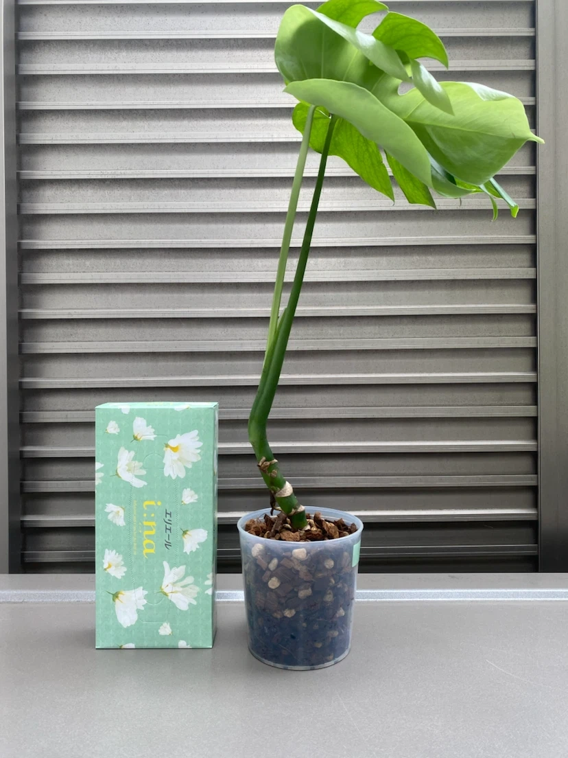 観葉植物 モンステラ(A)の写真2枚目