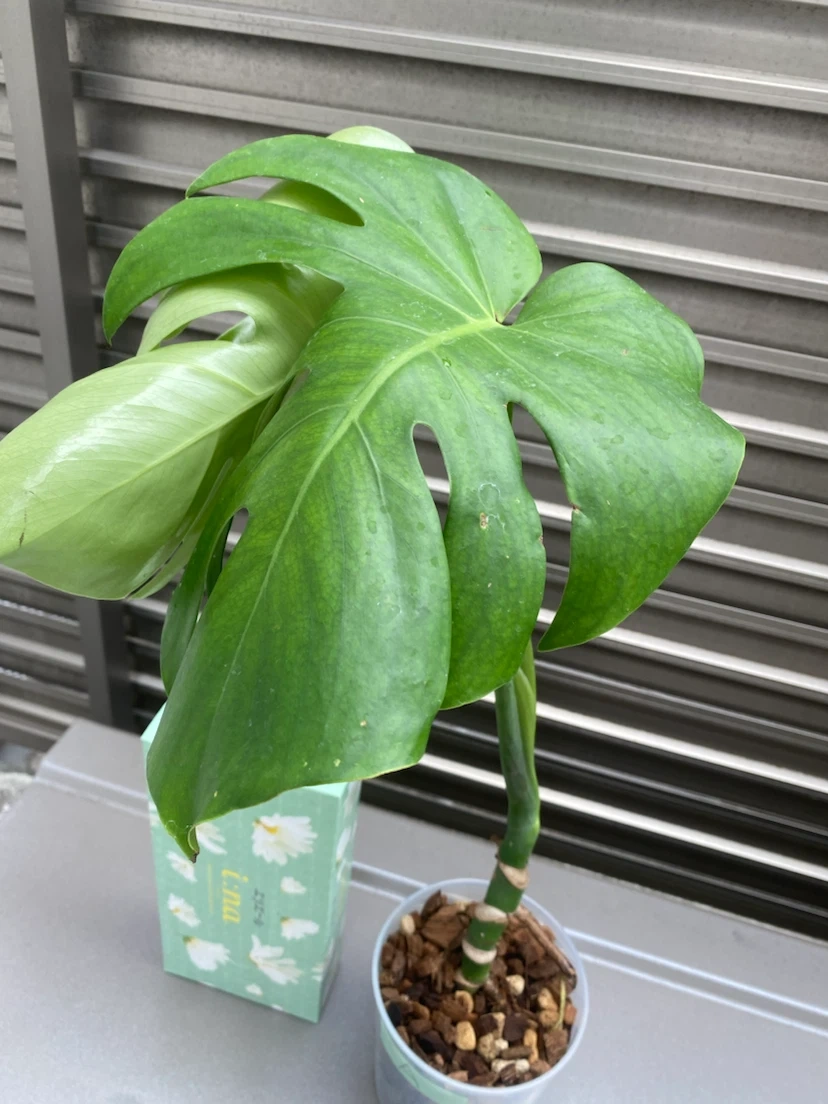 観葉植物 モンステラ(A)の写真3枚目