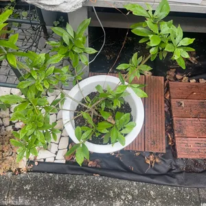 クチナシ 鉢植え