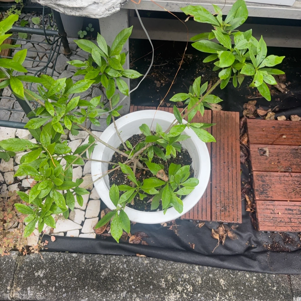 クチナシ 鉢植え
