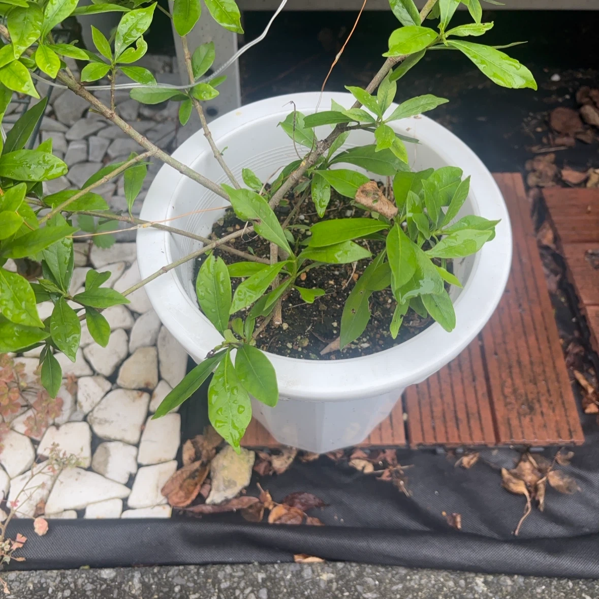 クチナシ　鉢植えの写真2枚目