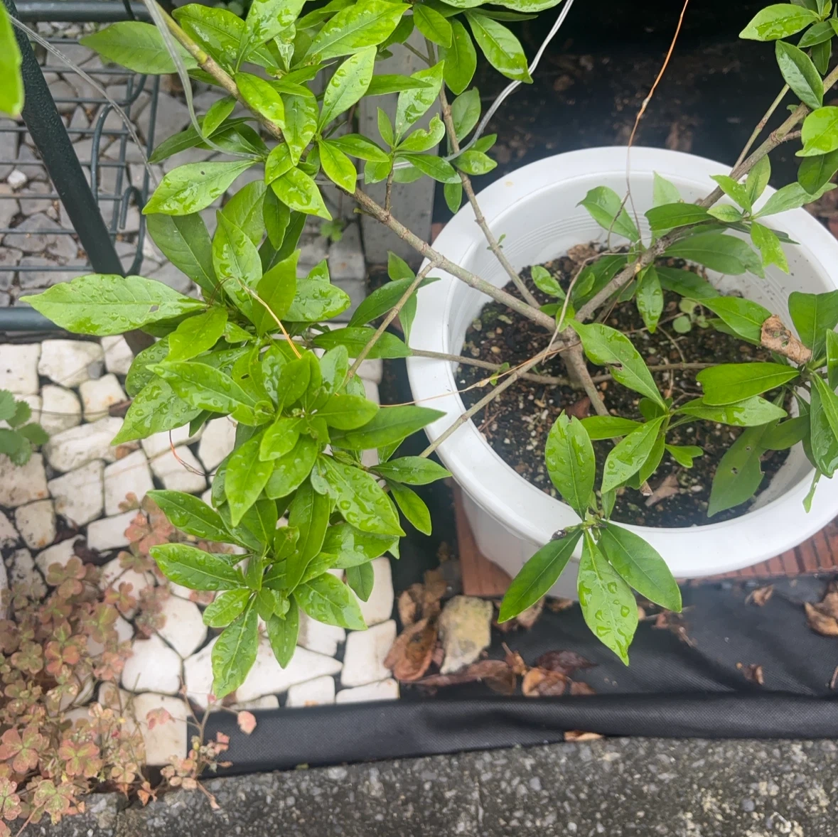クチナシ 鉢植えの写真3枚目