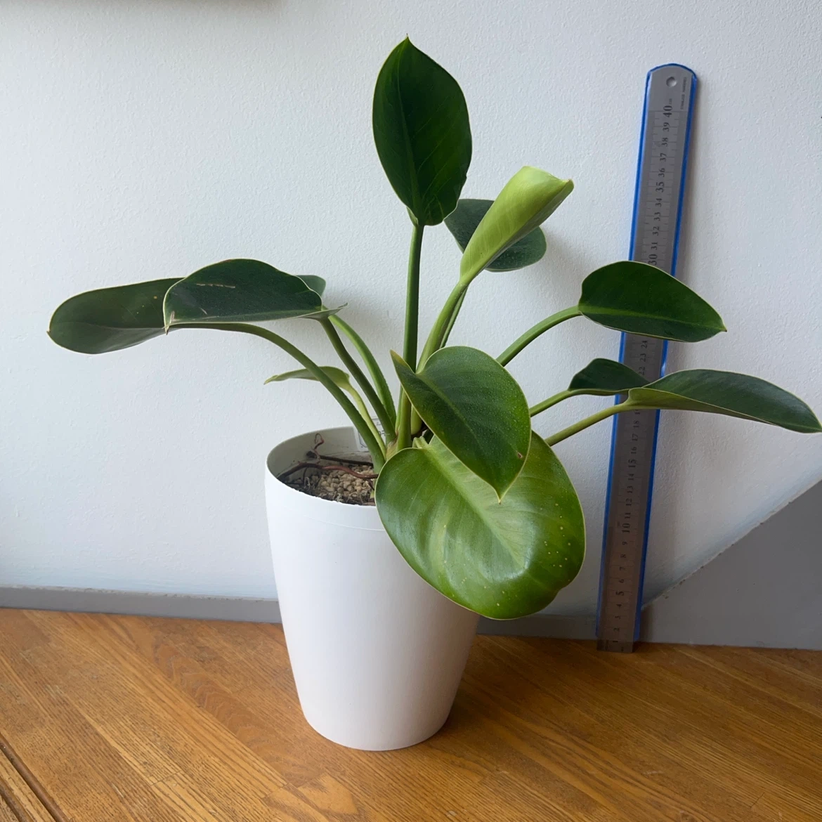 観葉植物 フィロデンドロン 鉢植え