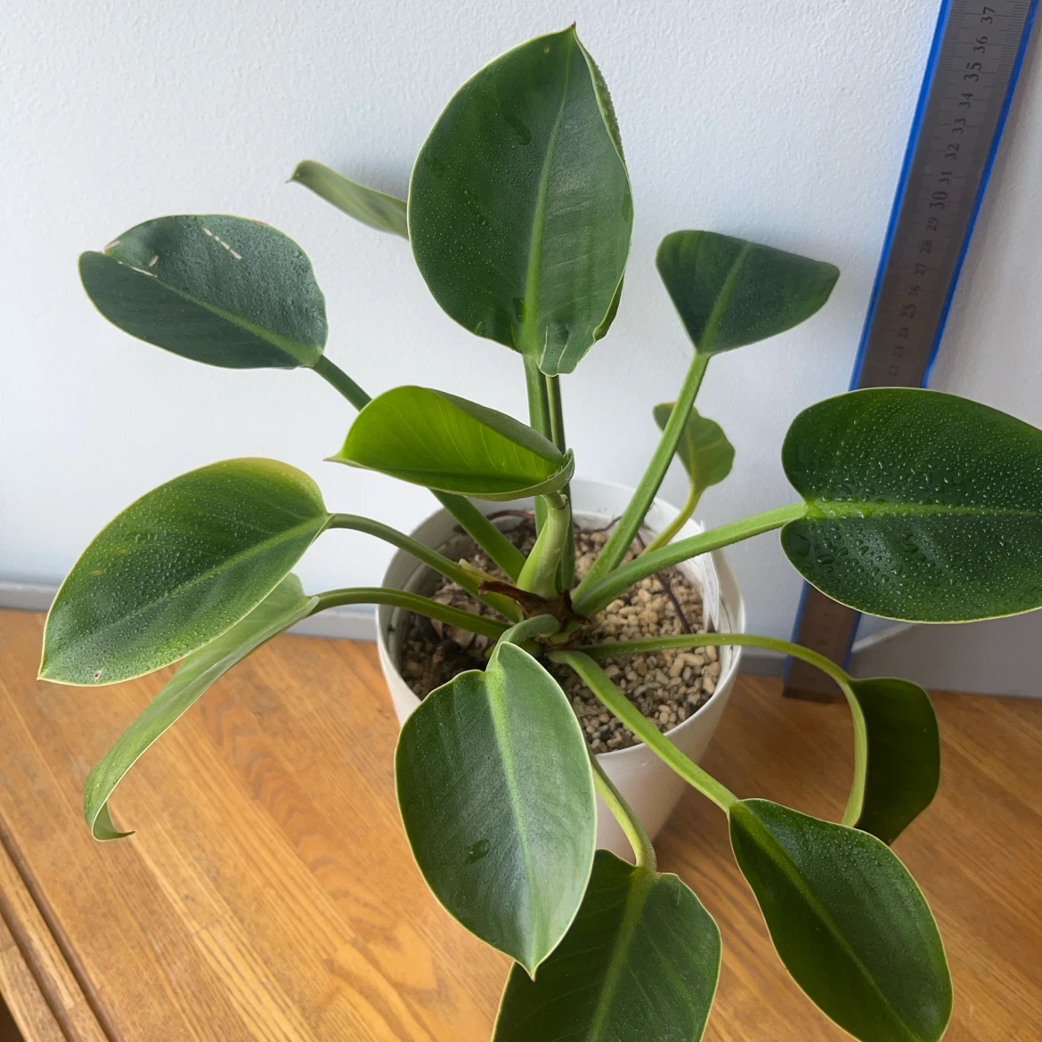 観葉植物 フィロデンドロン 鉢植えの写真2枚目