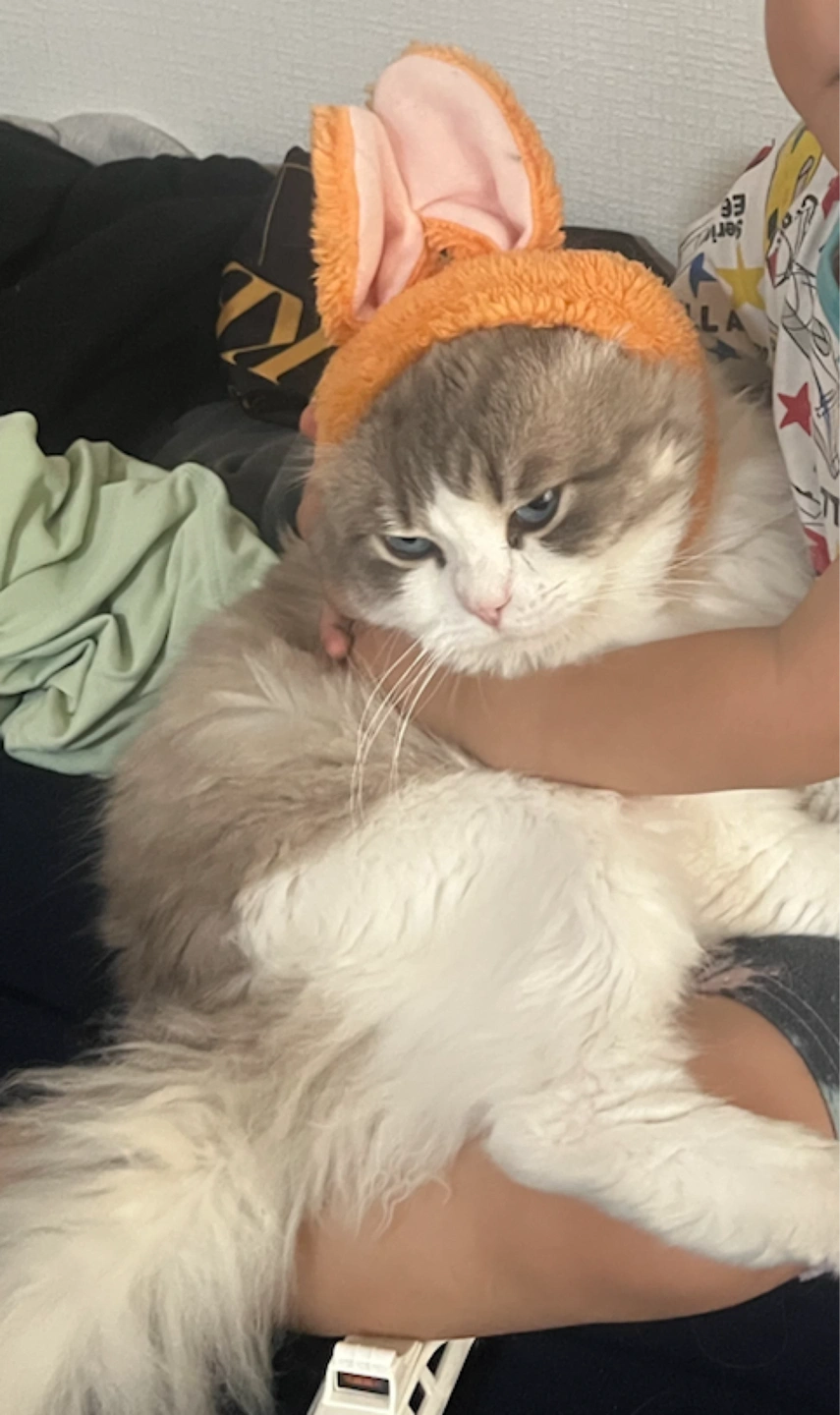 猫様ウサ耳帽子