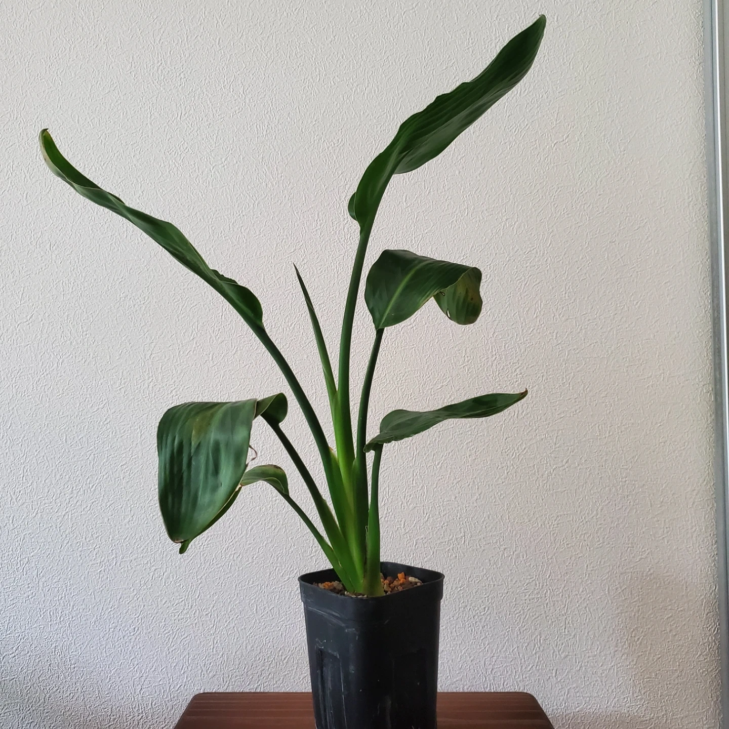 観葉植物 ストレリチア レギネ